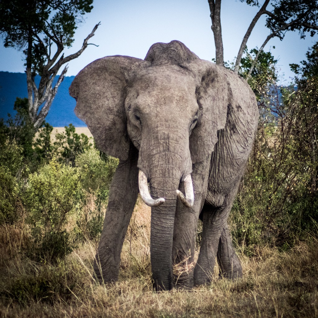 Tangulia Masai Mara elephants