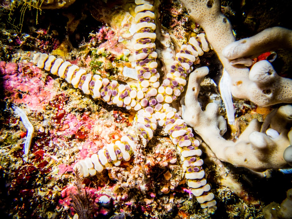 Diving Ambon Ulrika cave starfish