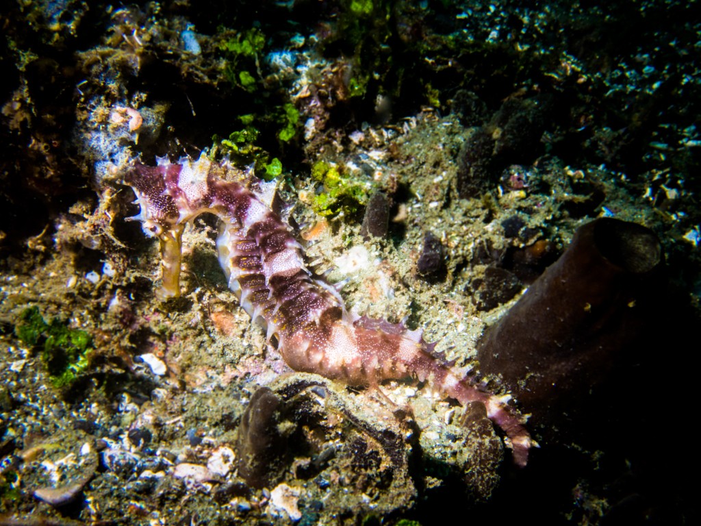Diving Ambon Laha Bay seahorse