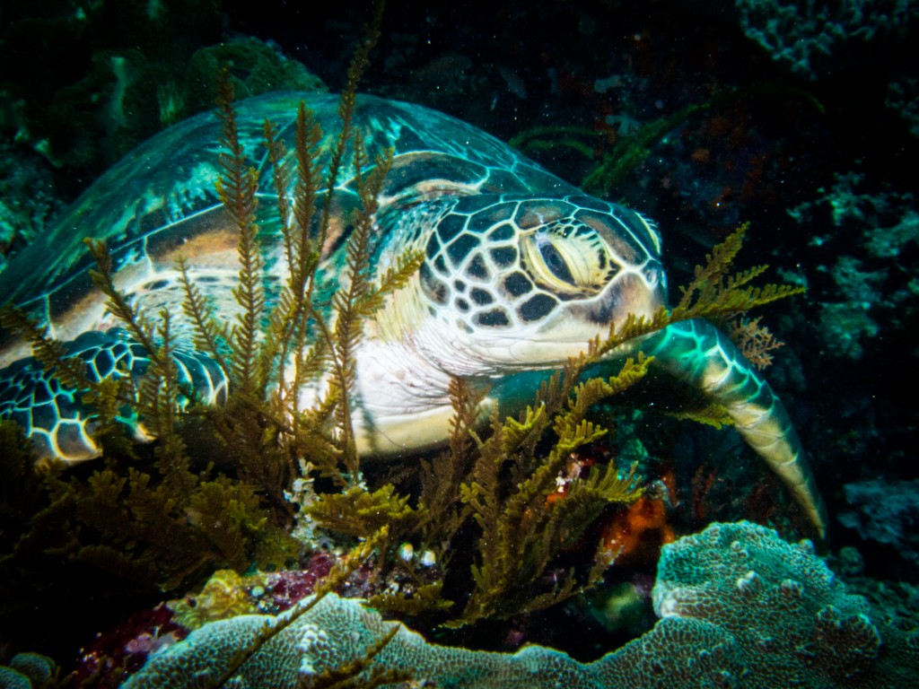 Koon island diving turtle