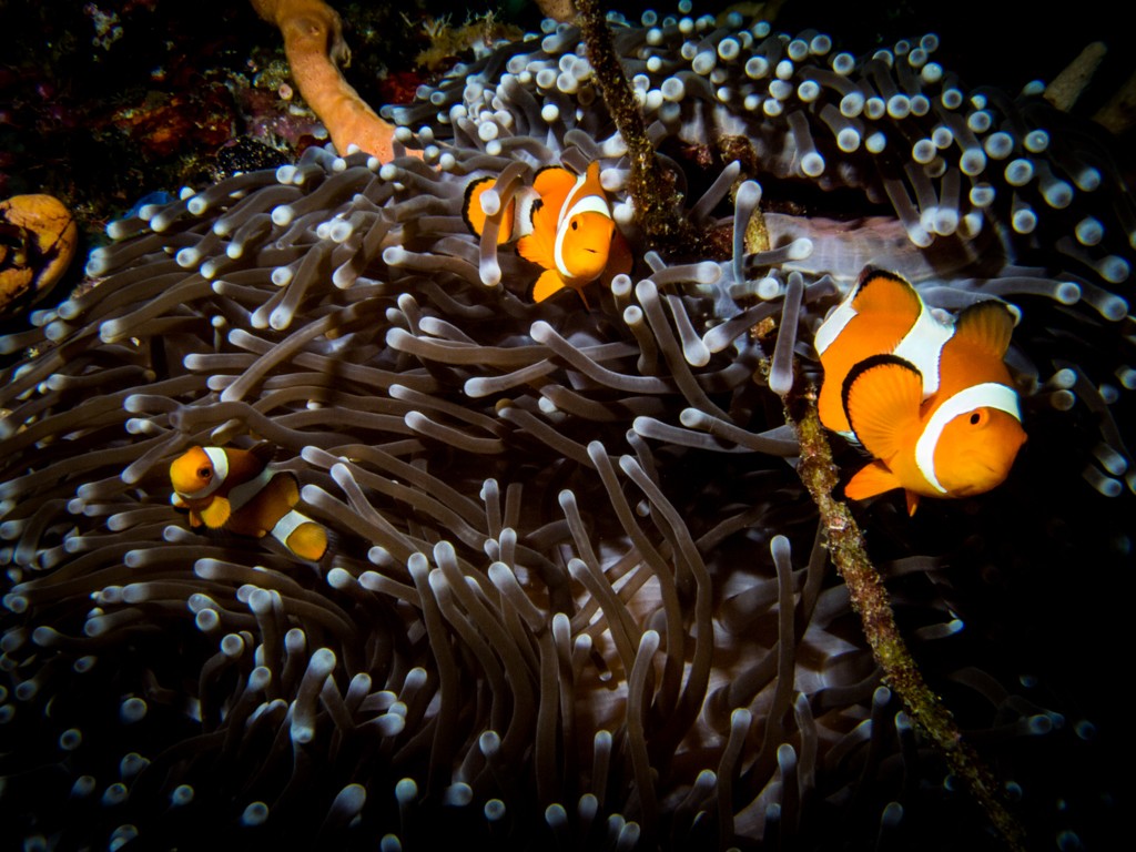 diving raja Ampat Penemu Nemo