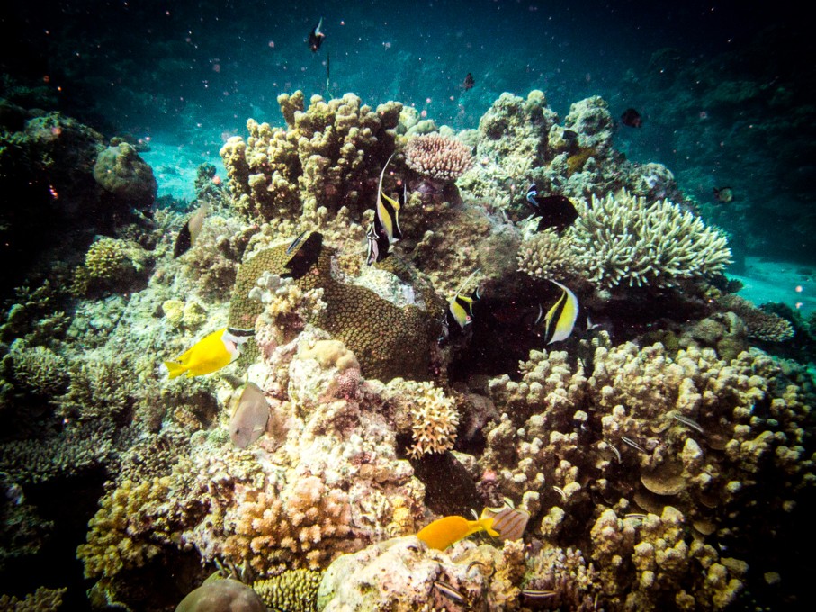 Apo Reef diving nudibranch