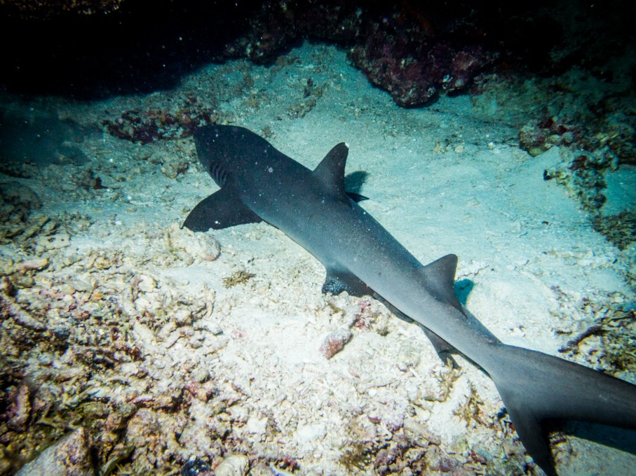 Apo Reef diving shark