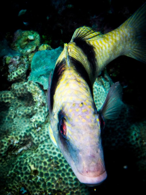 Apo Reef diving fish