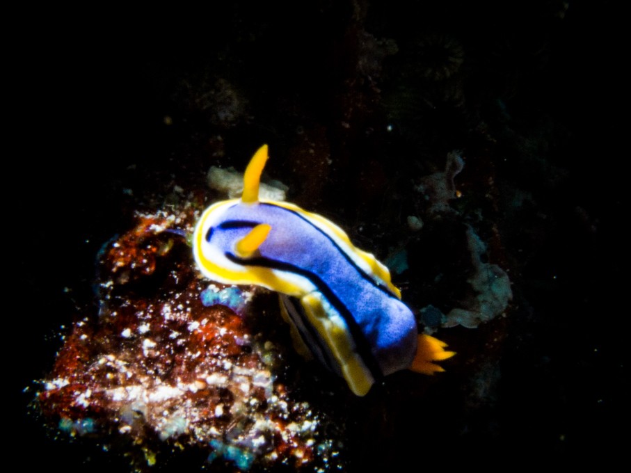 Apo Reef diving nudibranch