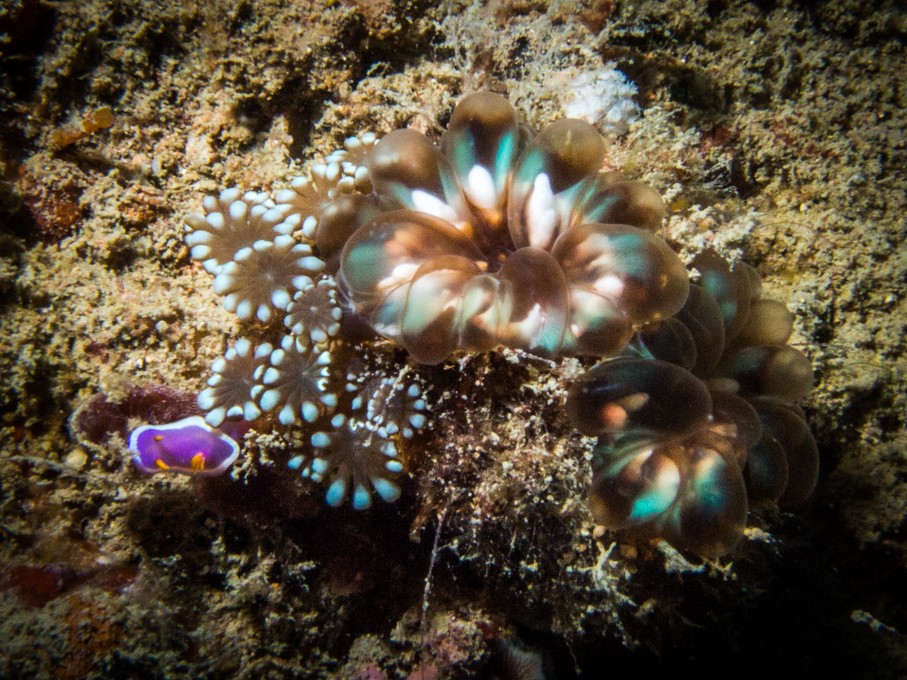 Coron wreck diving soft corals