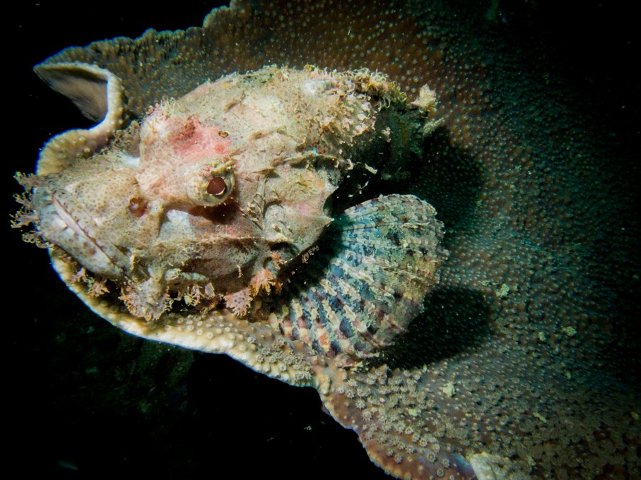 Coron wreck diving scorpion fish