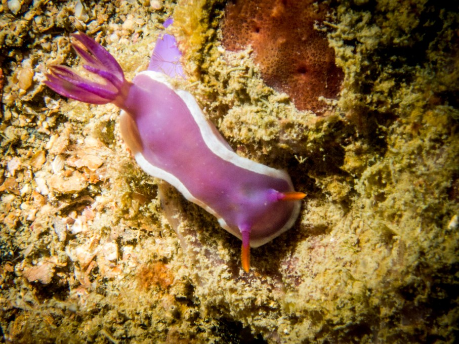 Coron wreck diving nudibranch