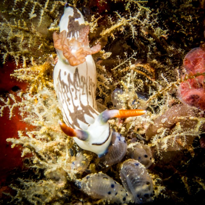 Coron wreck diving nudibranch