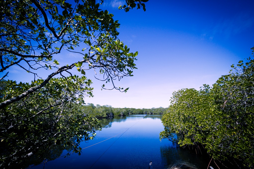 Discovery Palawan explorer: apo reeef mangrove