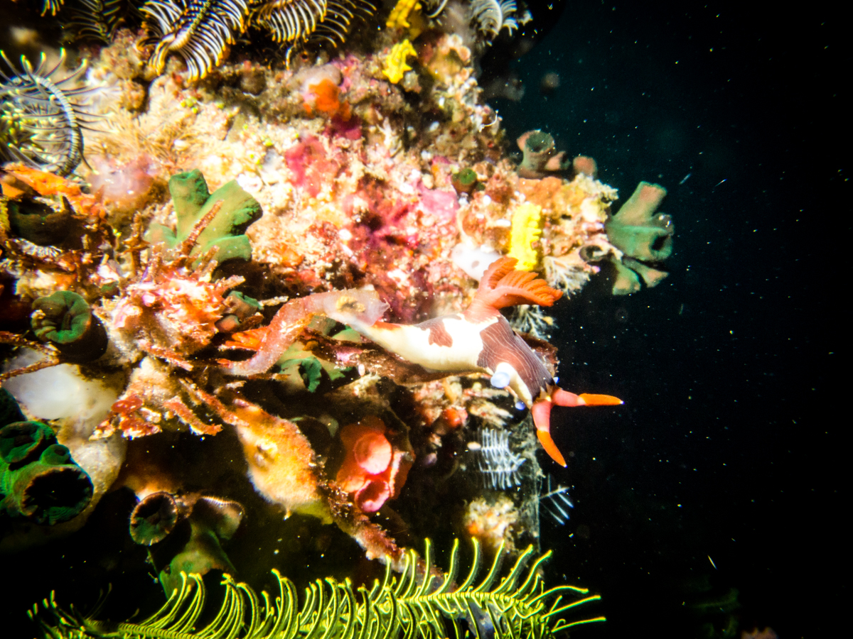 Diving south komodo nudibranch
