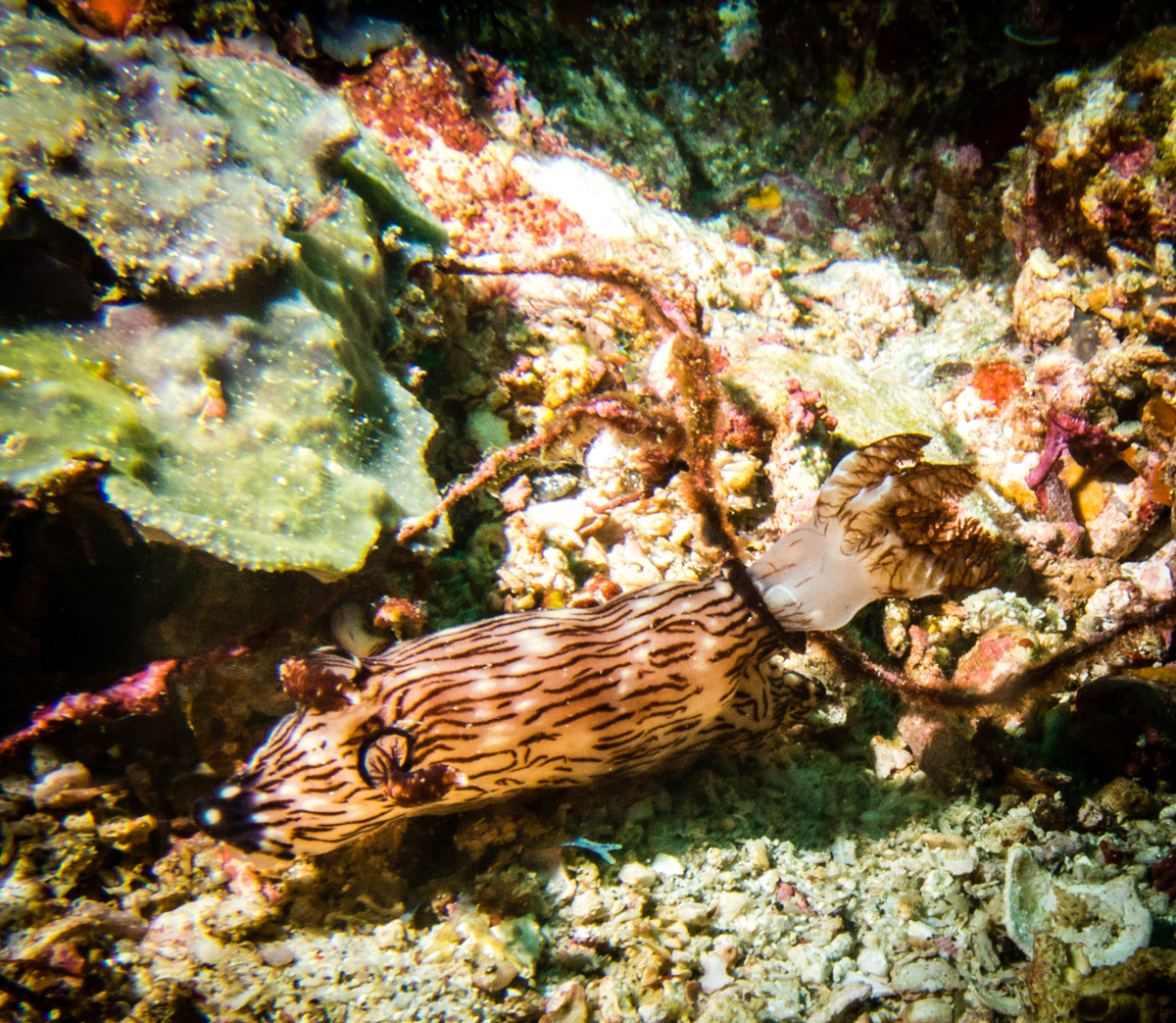 Diving south Komodo nudibranches