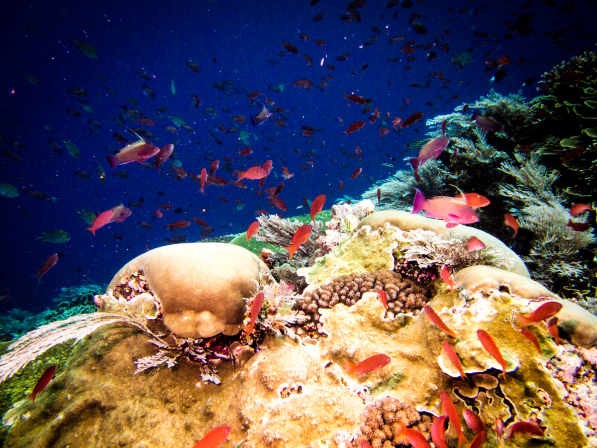 diving komodo review best coral reef batu bolong 