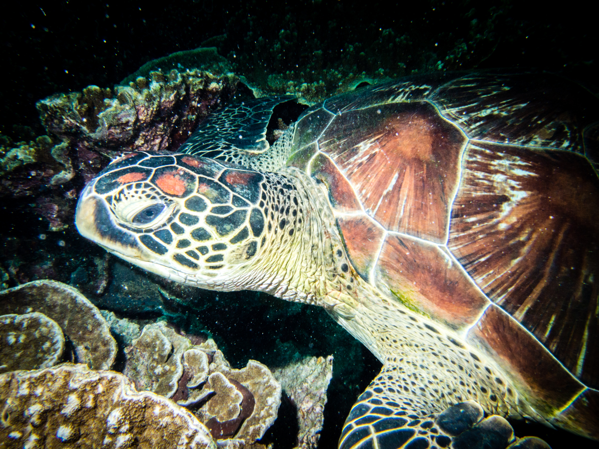 review of Diving with turtles in Komodo