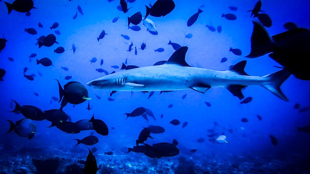 diving with sharks at Crystal and Castle rock Komodo