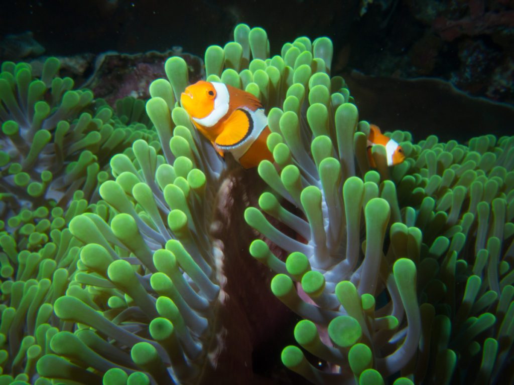 Carpe Diem liveaboard Komodo clown fish batu bolong