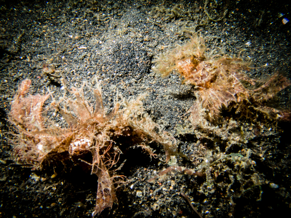 Sunshine liveaboard lembeh KT dive site ambon scorpion fishes mating