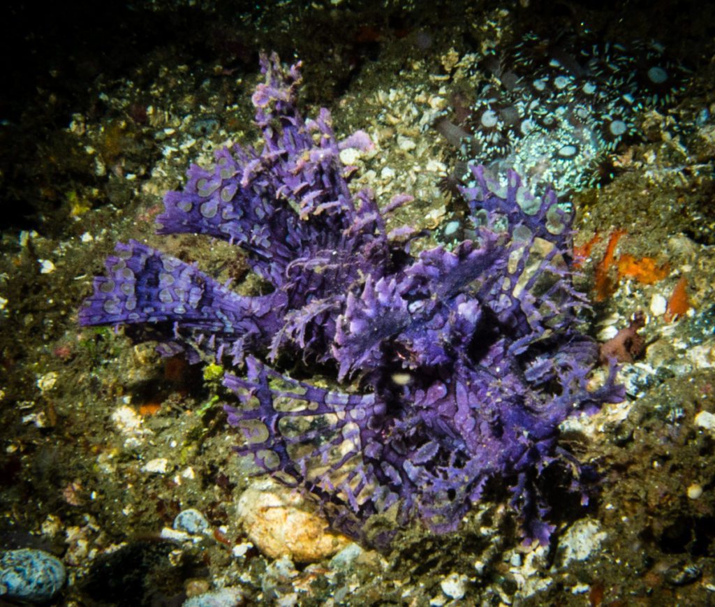 Purple rhinopias on the sand while muck diving in Ambon, Indonesia