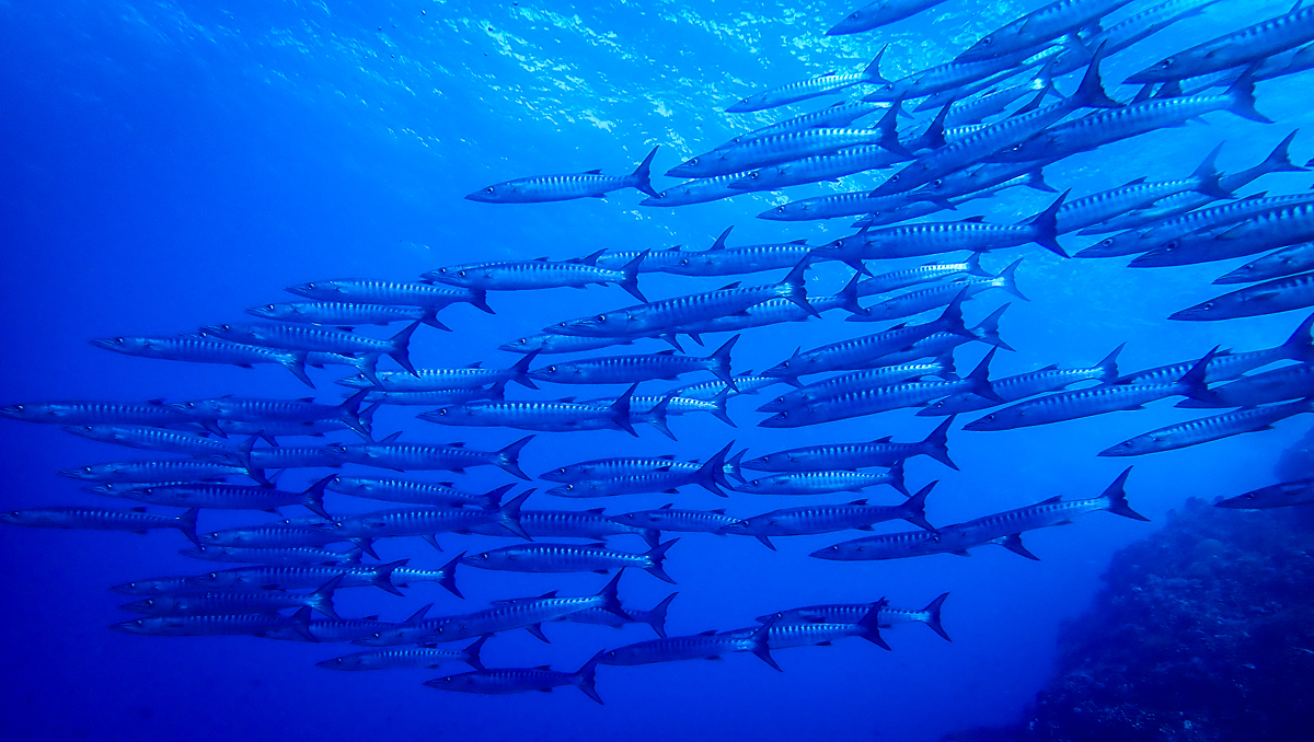 Sunshine liveaboard Sangihe islands diving barracudas