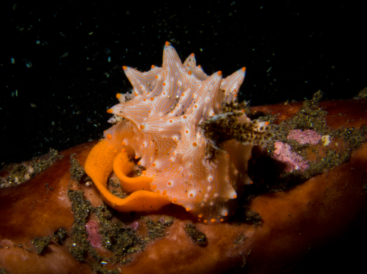 Sunshine liveaboard Sangihe tunjung ulu dive site nudibranch eggs