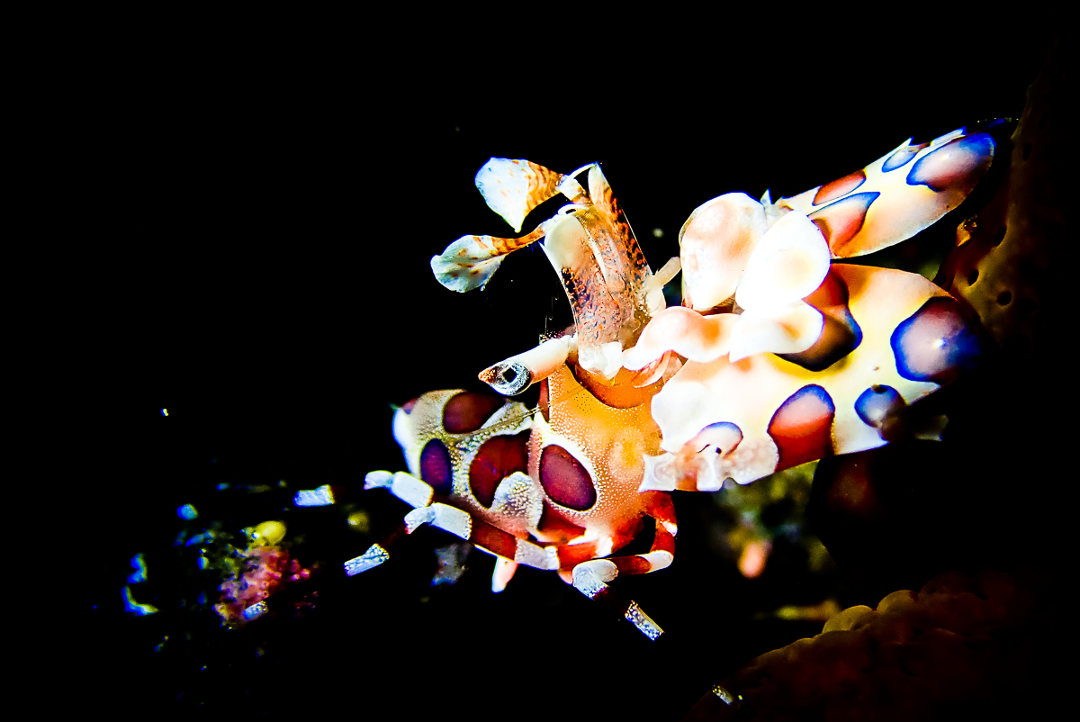 sunshine liveaboard Arlequin shrimp