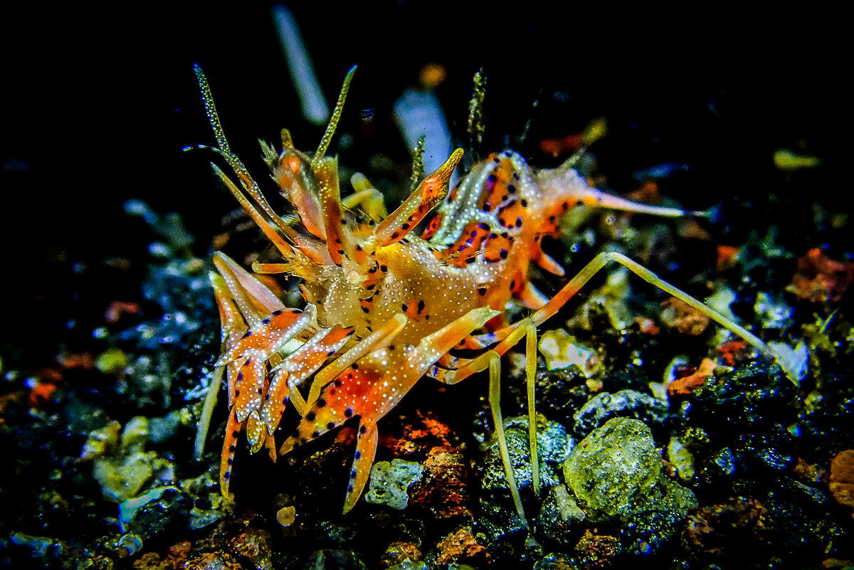 sunshine liveaboard tiger shrimp