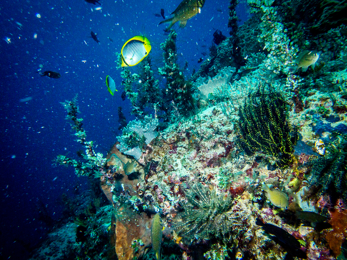 Sunshine liveaboard Sangihe islands diving Batu Belah dive site