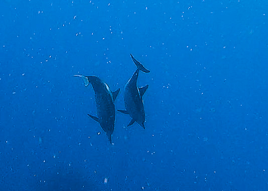 Sunshine liveaboard Sangihe Dolphins