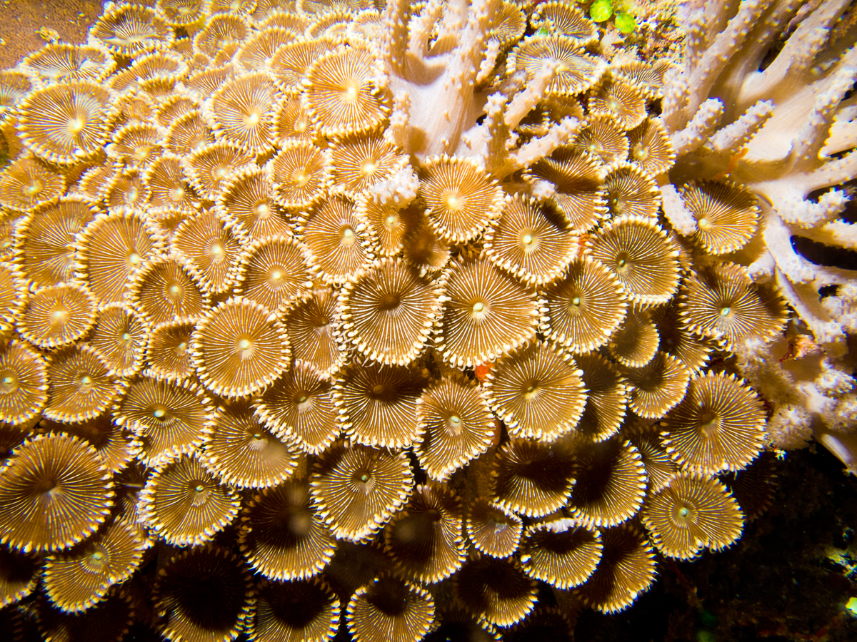 Sunshine liveaboard Sangihe islands diving soft corals