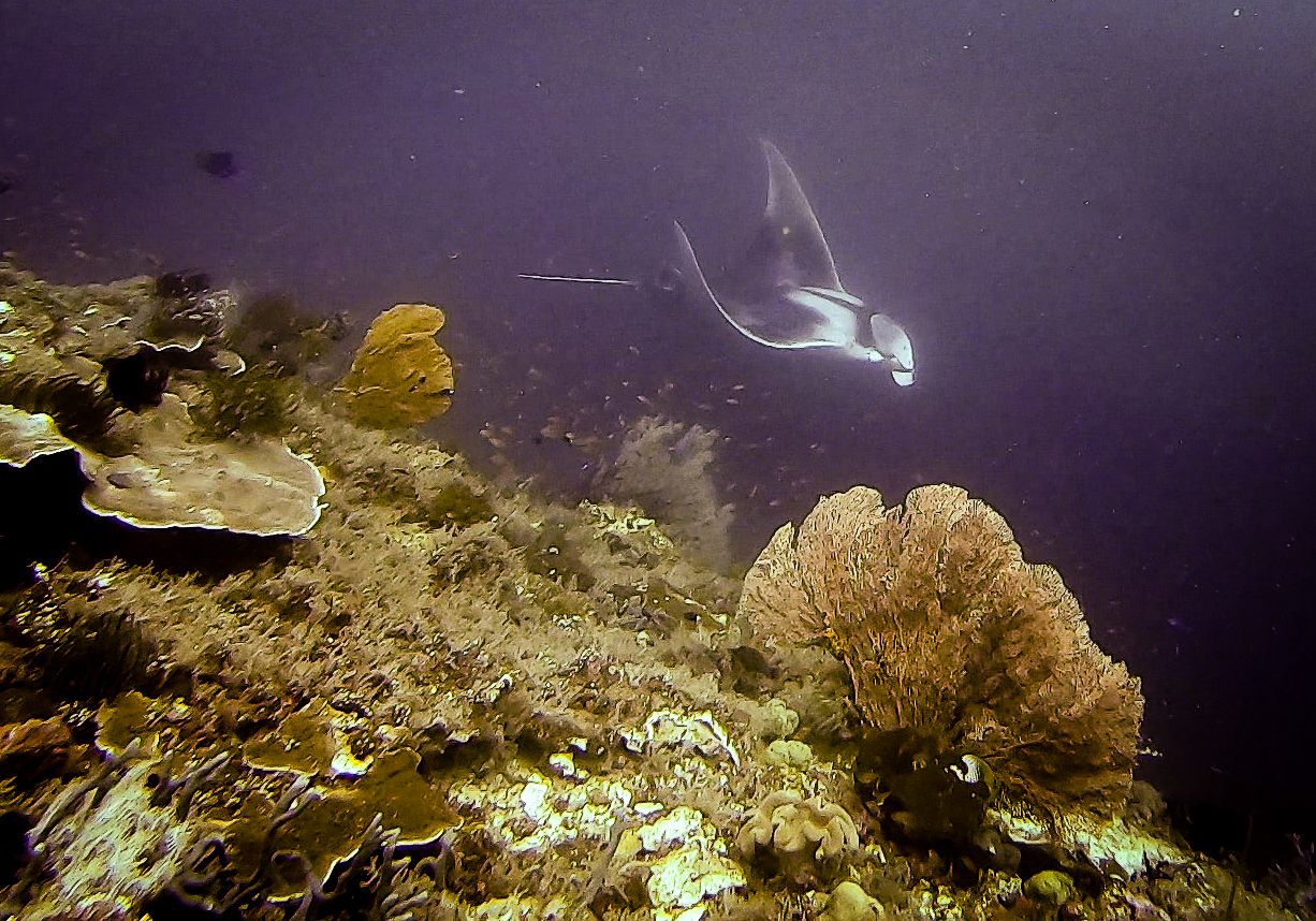 Oceanic mantas at shadow reef Misool