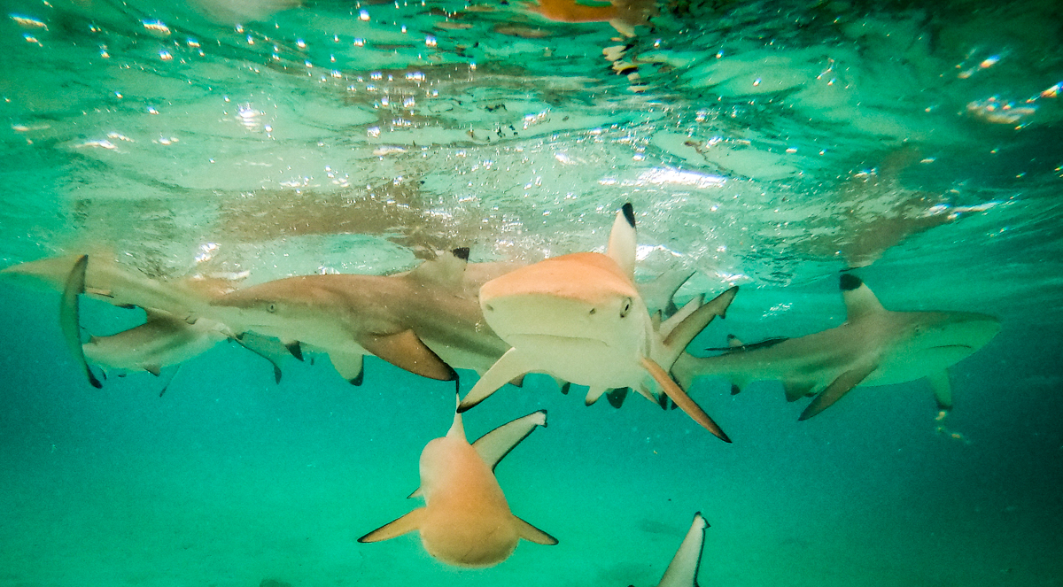 Coralia liveaboard review snorkeling with baby sharks in Misool