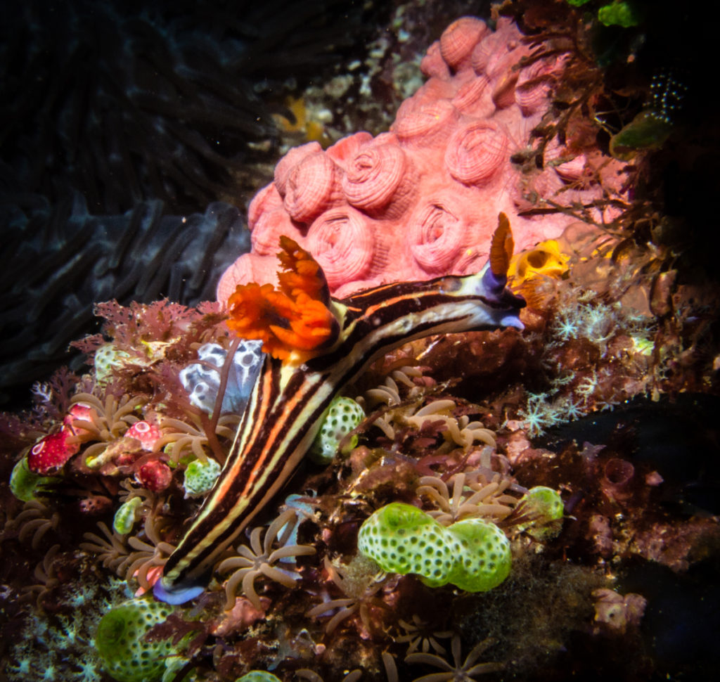 diving sumbawa babylon dive site nudibranch 
