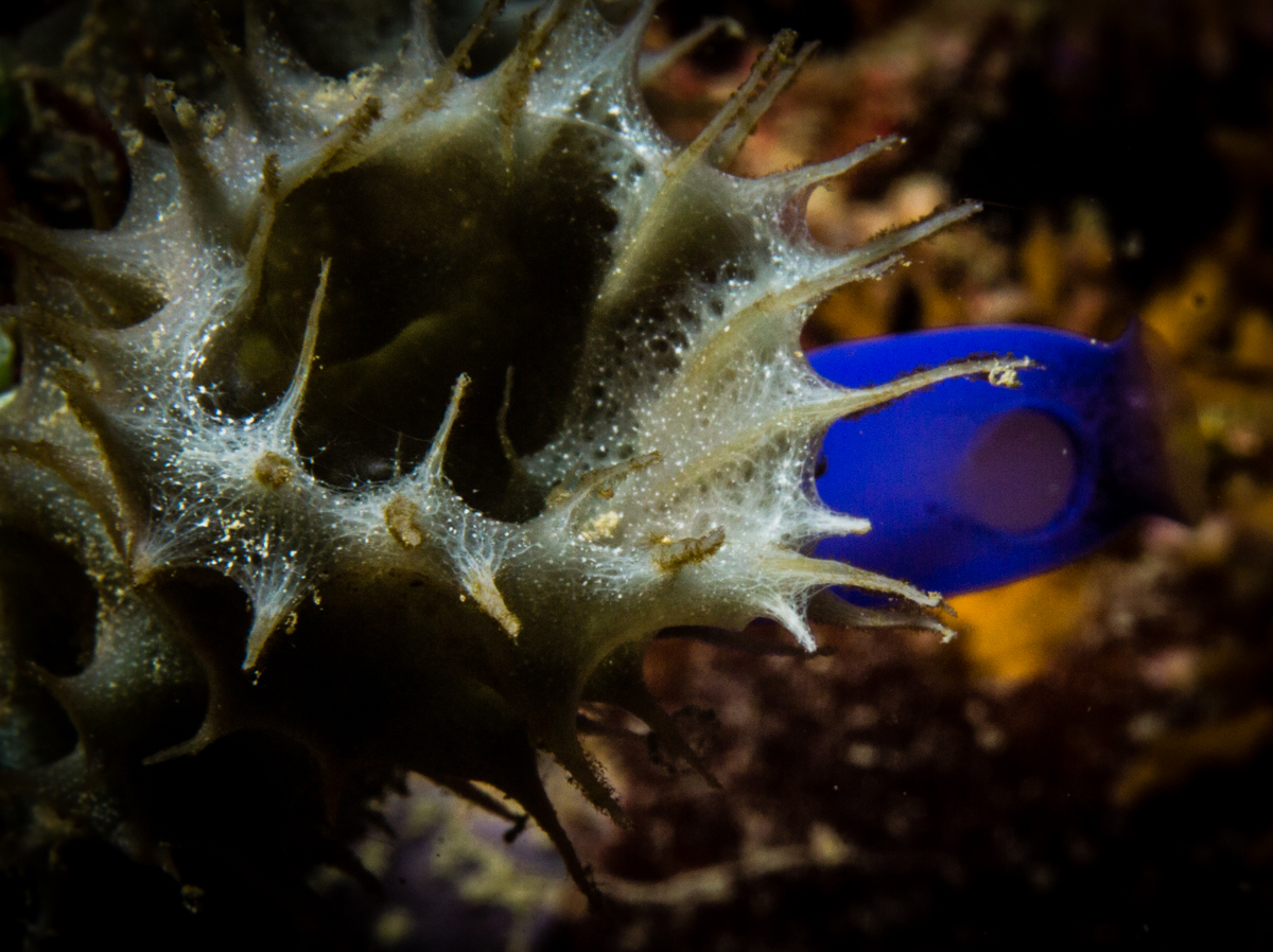 Coralia liveaboard review diving Batu Kecil Misool