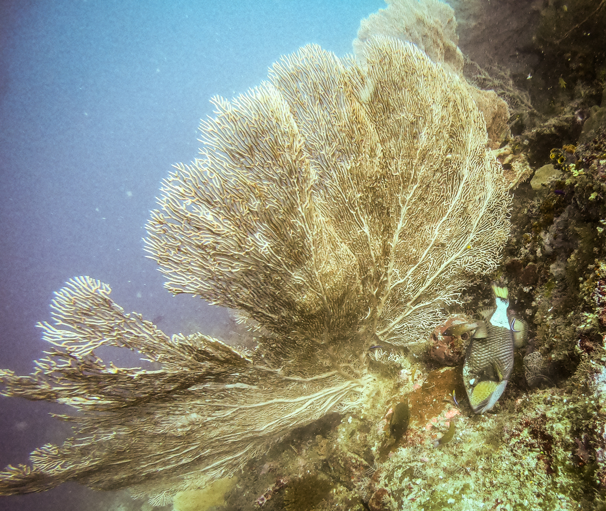 Coralia liveaboard review diving Batu Kecil Misool