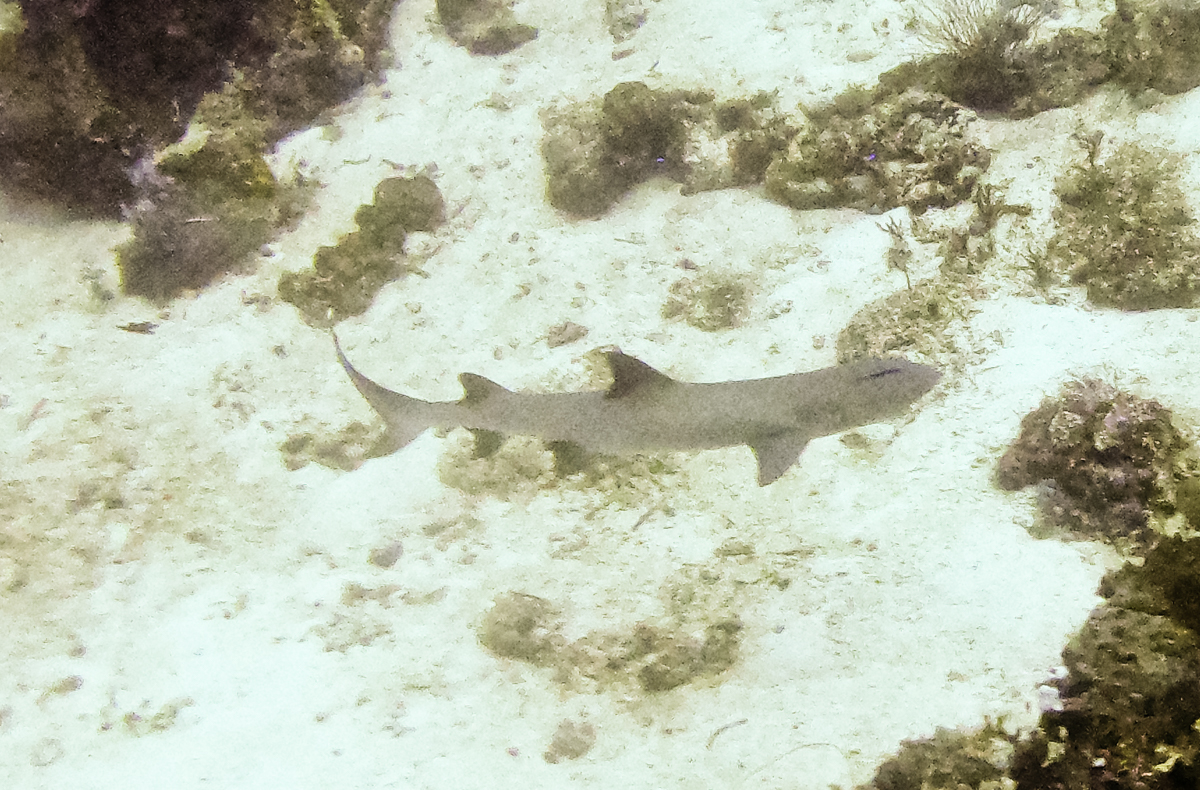 Shark Cape Kri dive site review Raja Ampat