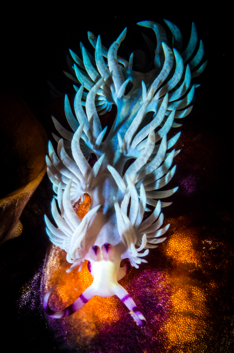 farondi cave nudibranch misool