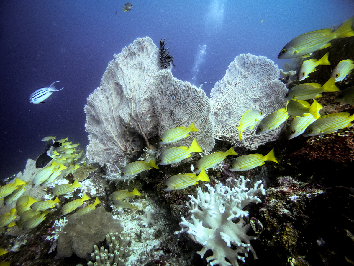 Coralia liveaboard review: Luxury diving trip to Raja Ampat
