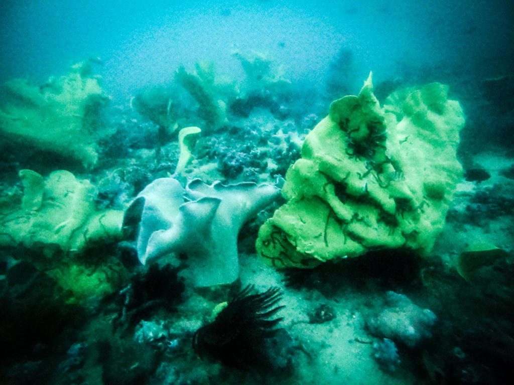 Diving Kalimaya house reef