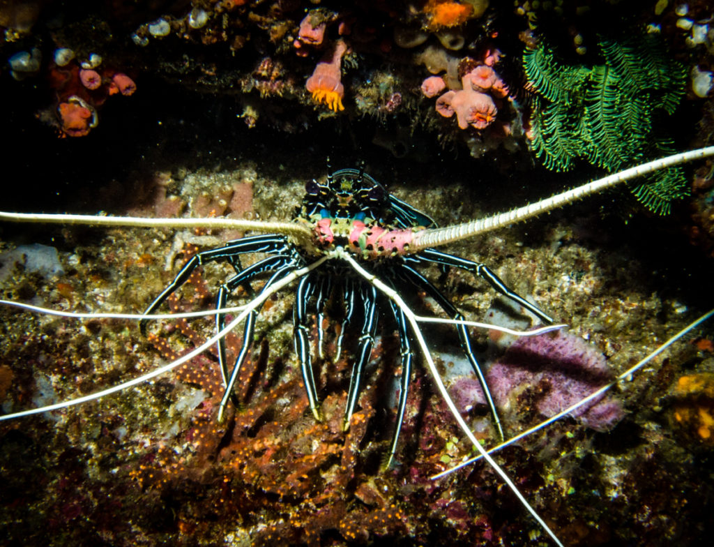 Diving Sumbawa. Laponia dive site lobster