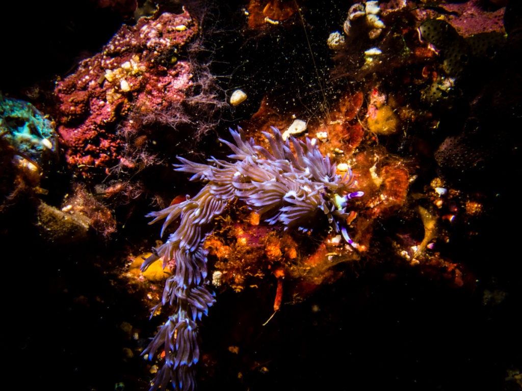 Diving Sumbawa. Laponia dive site