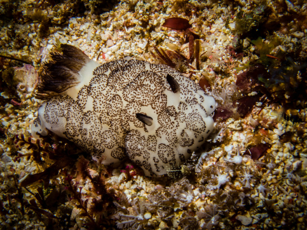 Diving Sumbawa. Laponia dive site nudibranch