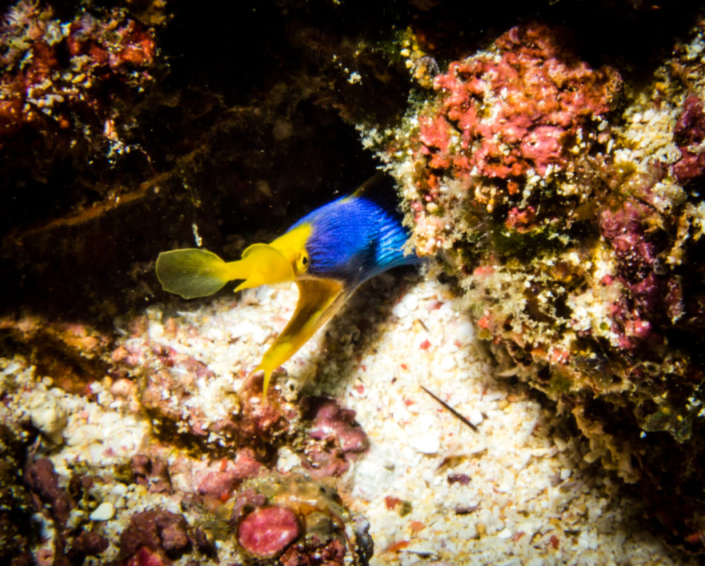 Diving Sumbawa. Laponia dive site blue ribbon eel