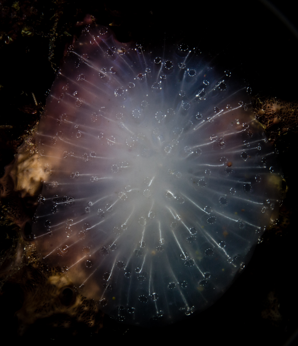 Coralia liveaboad review diving neptune seafans Misool