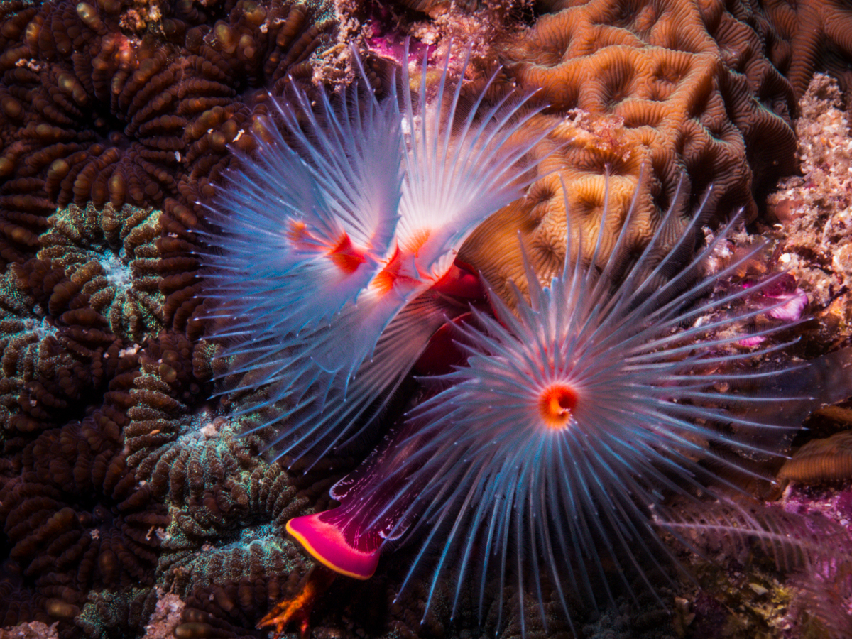 Coralia liveaboad review diving neptune seafans Misool