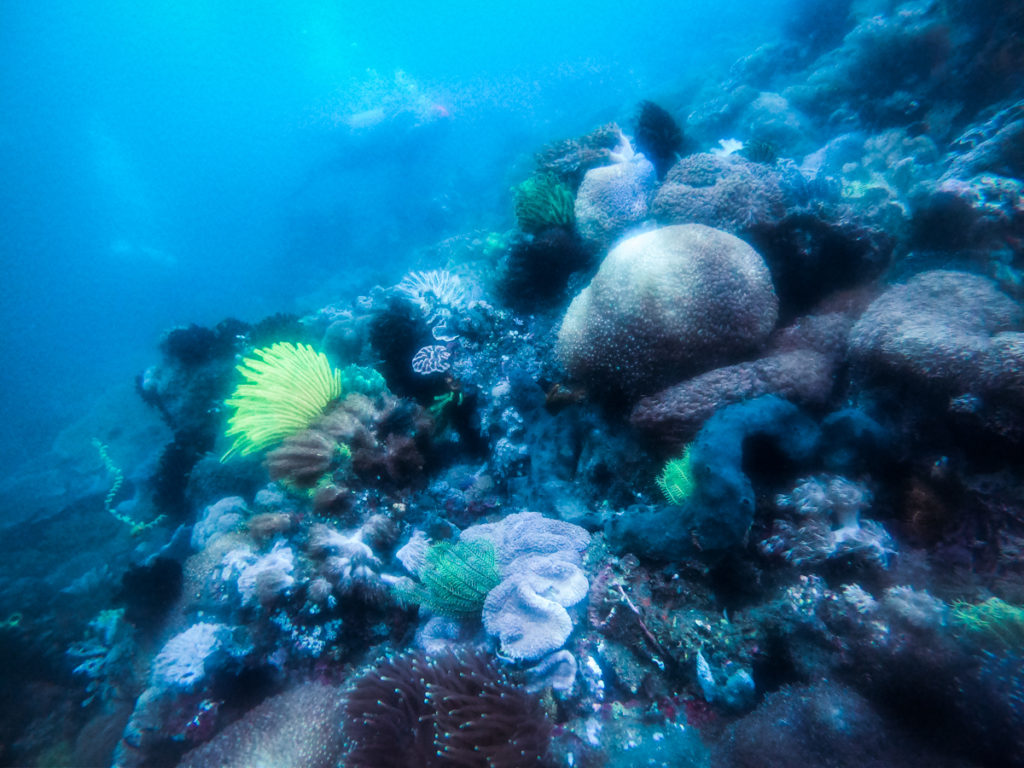 Sangean island diving 