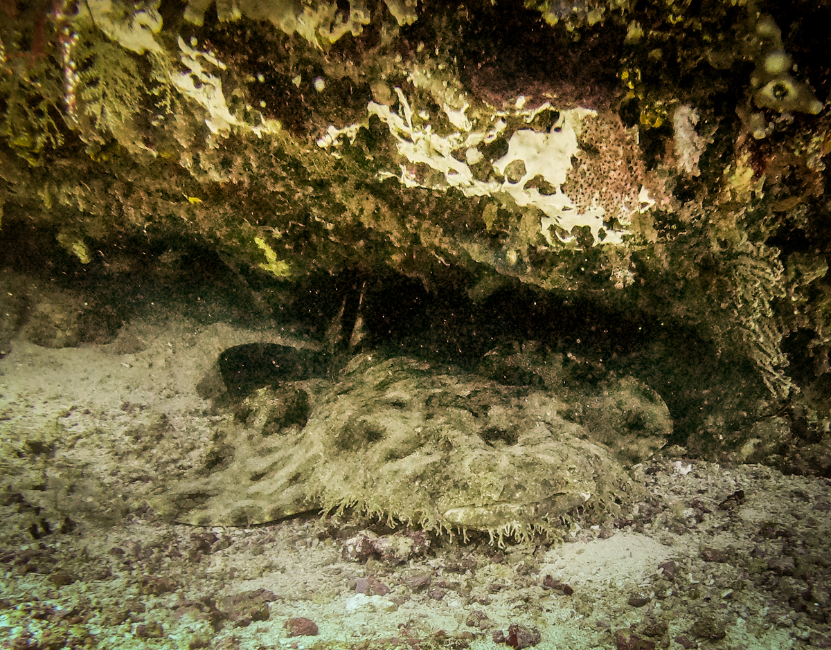 Sardine reef dive site Raja Ampat