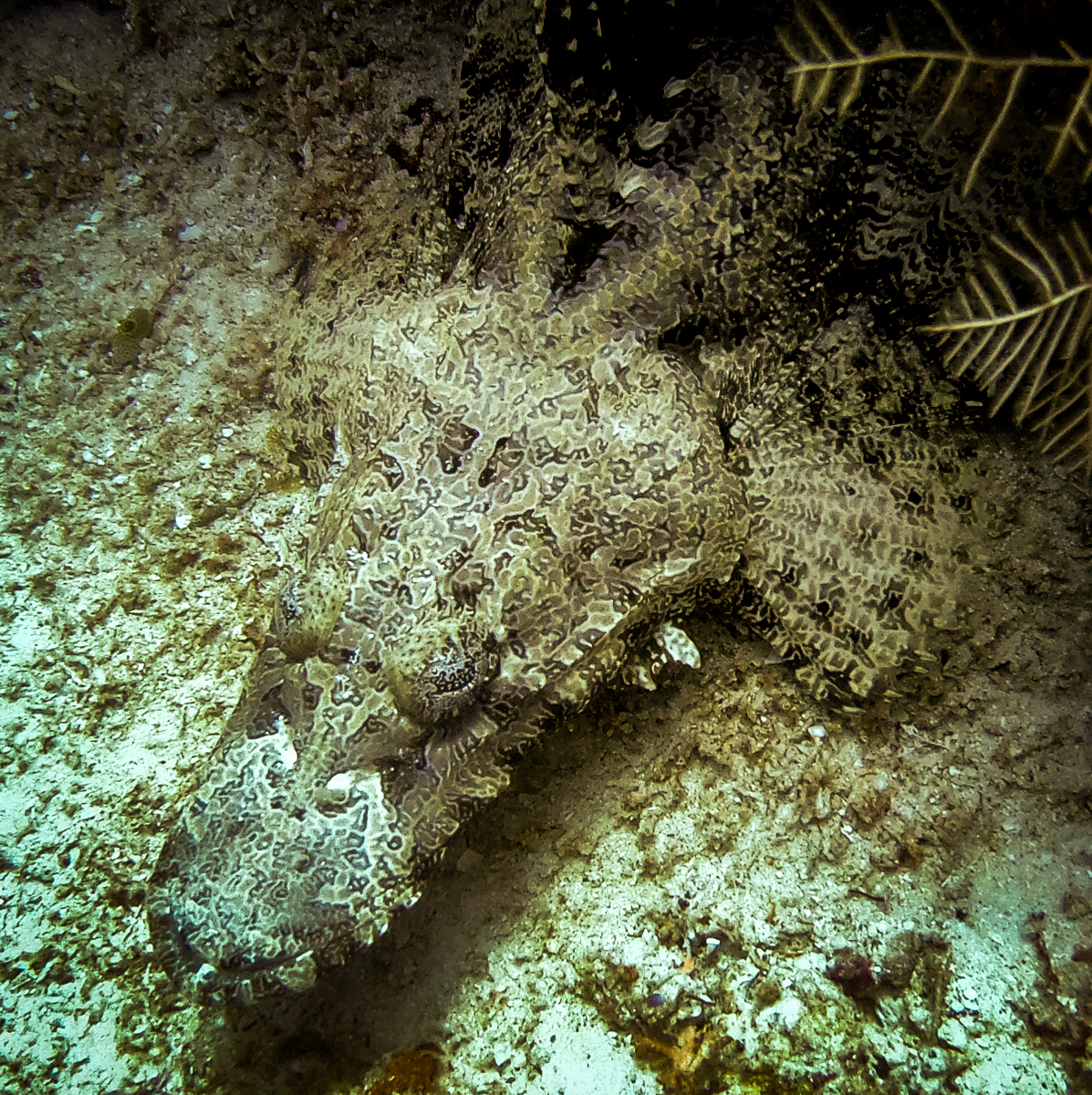 Sardine reef dive site Raja Ampat 