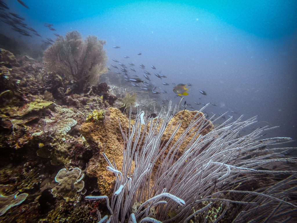 Pulau guraichi diving 
