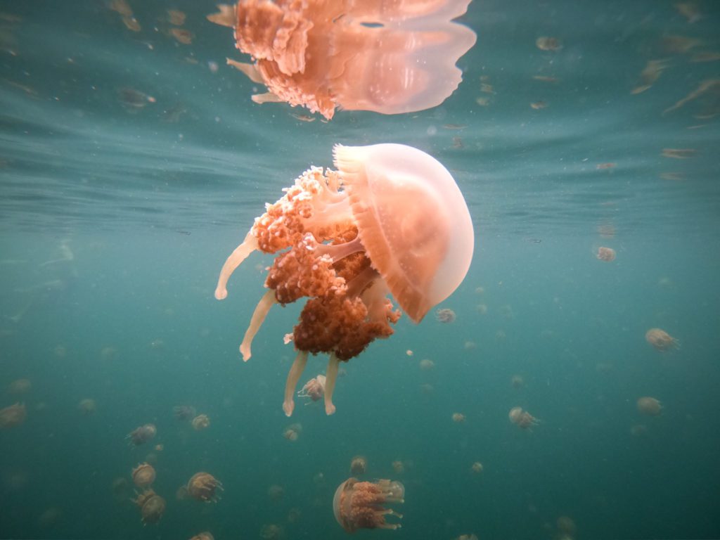 Raja Ampat Jellyfish lake