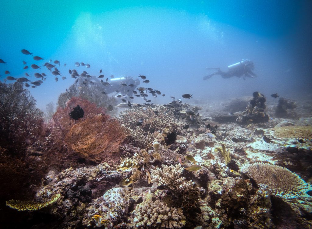 diving manta bay halmahera